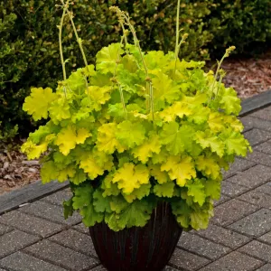 Heuchera 'Lemon Love' PP31223