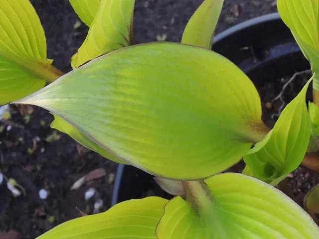 Holar Early Days Hosta