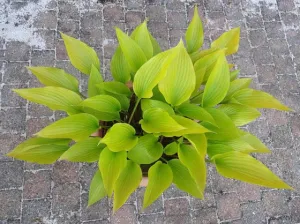 Holar Early Days Hosta