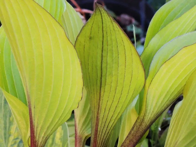Holar Early Days Hosta