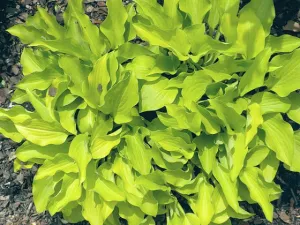 Jiminy Cricket Hosta