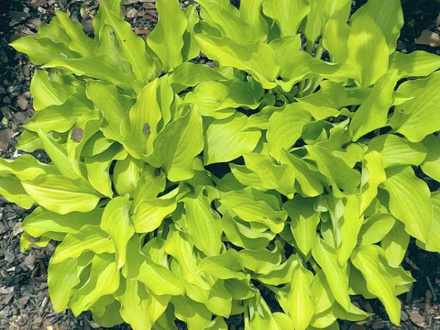 Jiminy Cricket Hosta