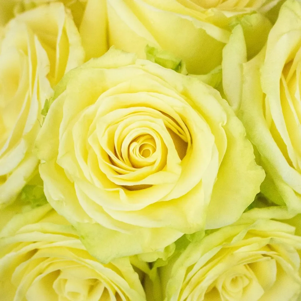 Totem Soft Green Rose