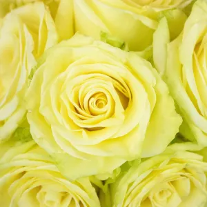 Totem Soft Green Rose