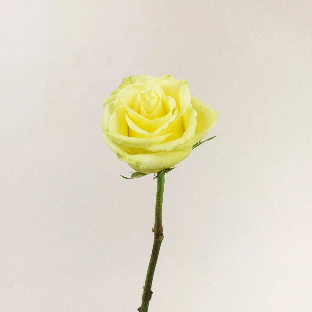 Totem Soft Green Rose